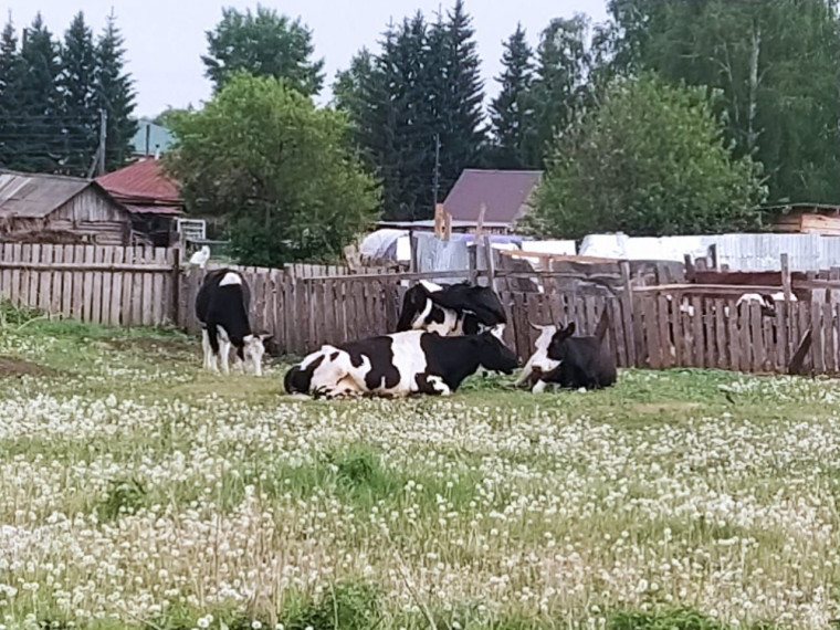 Бродячий скот. Бродячий скот.